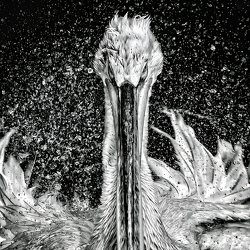 646264-one-eyeland-pelikan-quattro-by-alessandro-moser.jpg