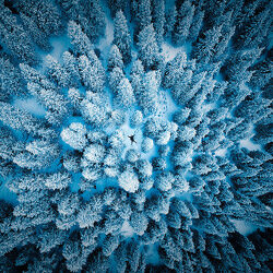 649139-one-eyeland-the-blue-forest-by-golden-brown.jpg