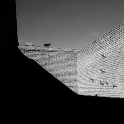 653240-one-eyeland-cat-by-keyhan-maserat.jpg