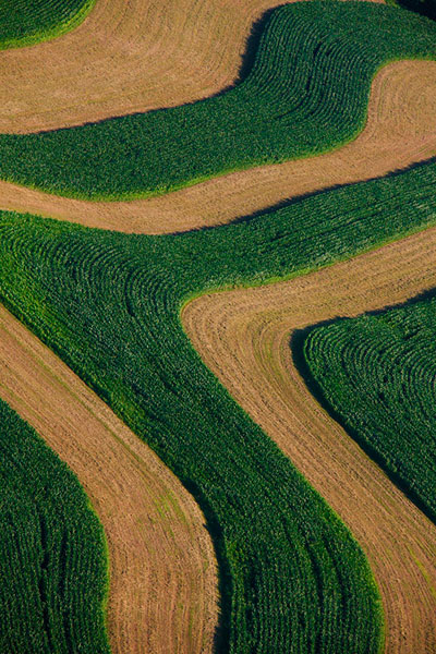 Photograph Larry Hamill Curved Corn Fields on One Eyeland