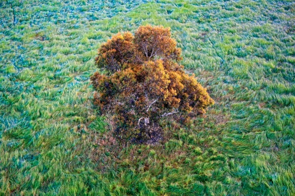 Tree by Zoe