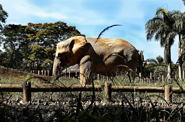 Photograph Marcus Hausser Elephant on One Eyeland