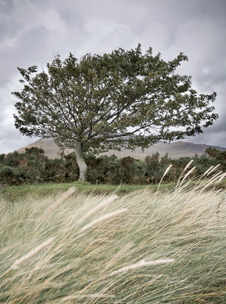 Photograph Glen Campbell Lochbuietree  Mull on One Eyeland