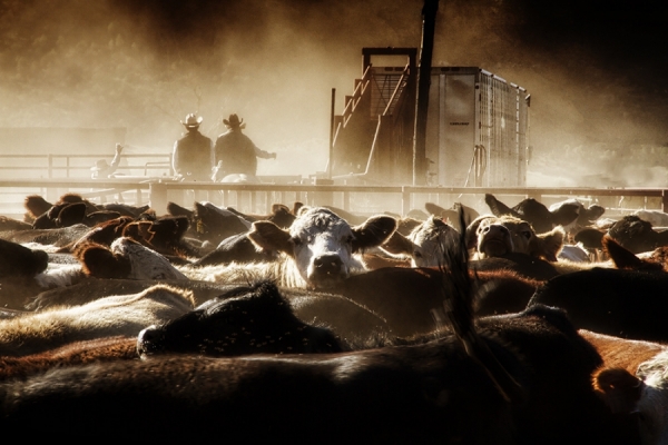 Cattle Corral by Jim
