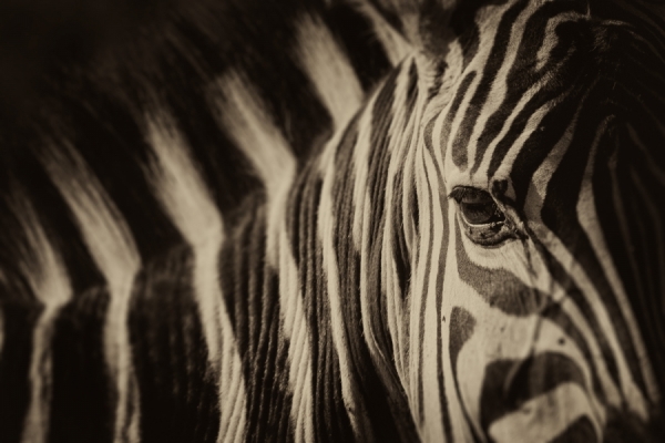 Photograph Hilary Hann Eye Of The Zebra on One Eyeland