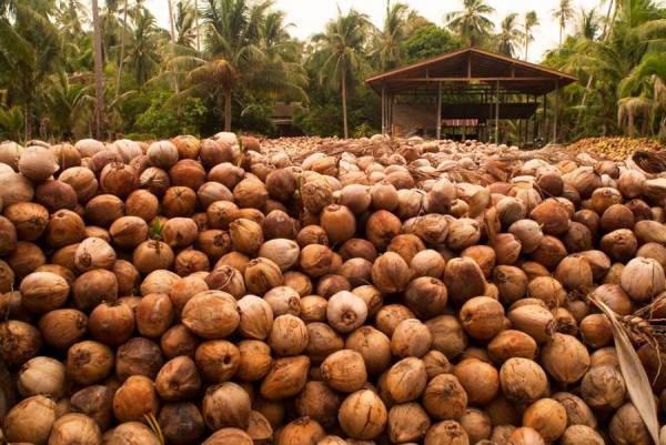 Coconut Pile