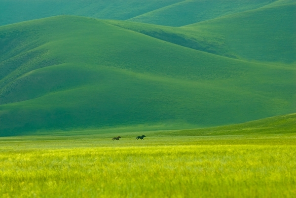 Wild Horses In Inner Mongolia by Nancy