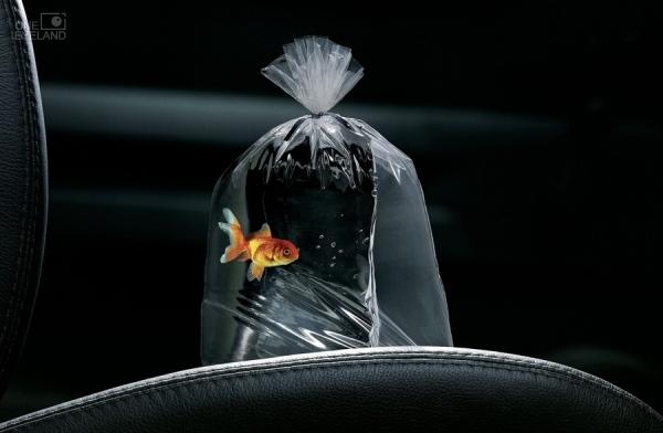 Photograph Marcus Hausser Fish on One Eyeland