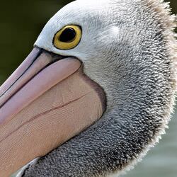 pelican-head-caroline-martin