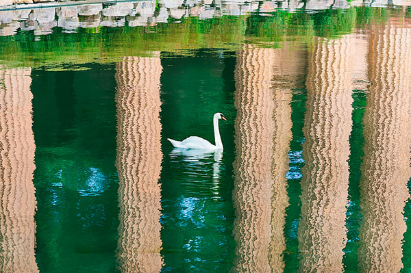 Photograph Mitchell Funk Swan on One Eyeland