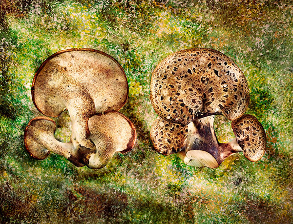 Photograph David Bishop Pheasants Back Mushroom on One Eyeland