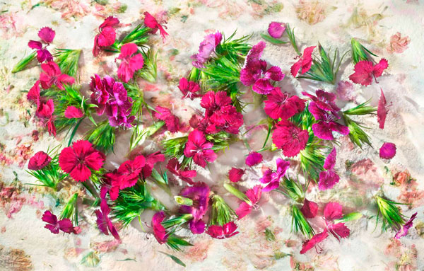 Photograph David Bishop Edibe Flowers_ Dianthus on One Eyeland
