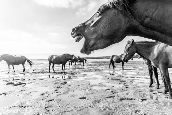 Photograph Andrew Lever Yawing Horse on One Eyeland