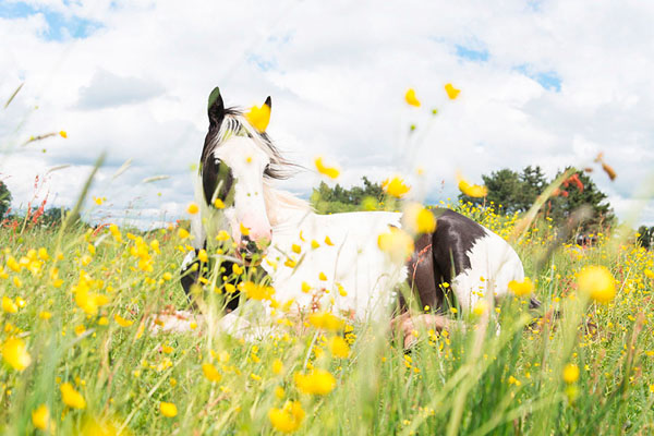 Photograph Andrew Lever Horse And Buttercups on One Eyeland