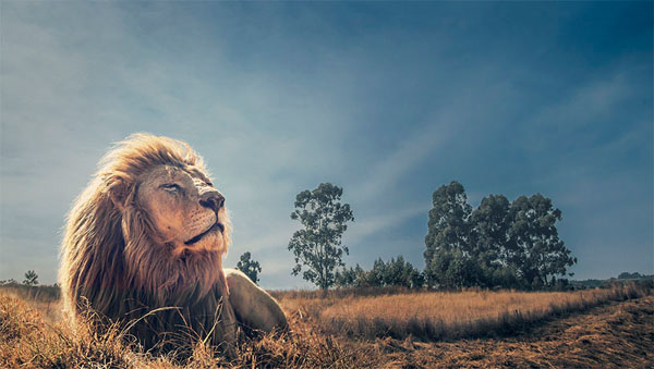 Photograph Jackson Carvalho The King Of The Savannah on One Eyeland