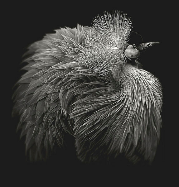 Photograph Lee Howell Beaute Aviaire Grey Crested Crane Original on One Eyeland