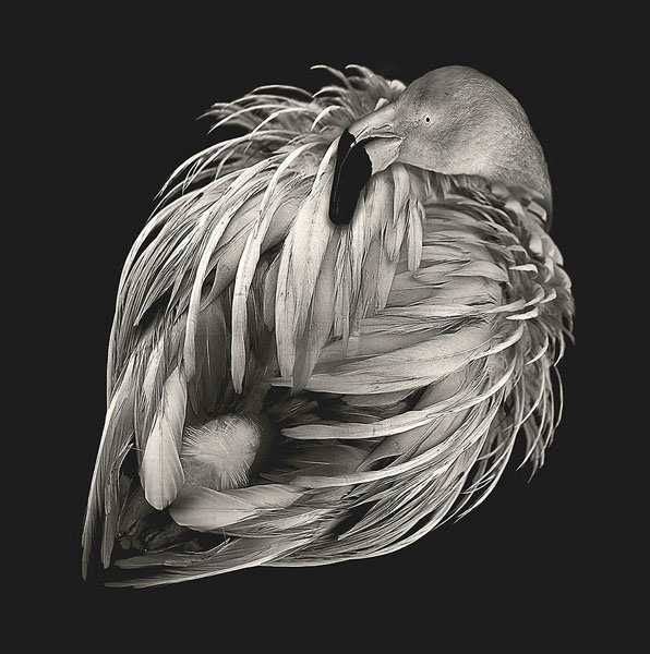 Photograph Lee Howell Beaute Aviaire Flamingo Original on One Eyeland