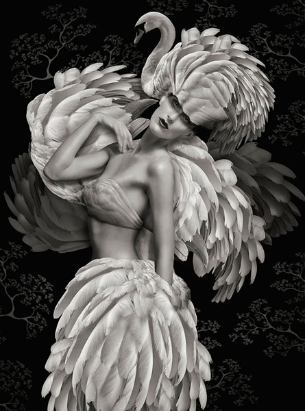 Photograph Lee Howell Beaute Aviaire Royal Swan on One Eyeland