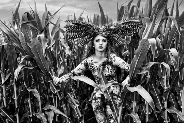 Photograph Michele Taras Hawk In The Corn Field on One Eyeland