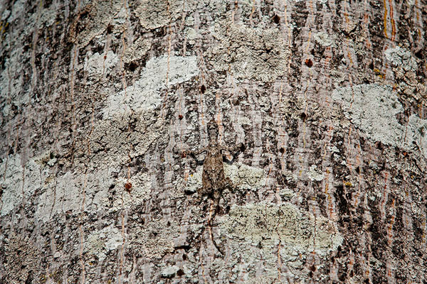 Photograph Faiyaz Hawawala The Camouflage Lizard on One Eyeland