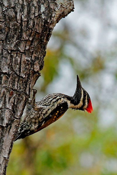 Photograph Faiyaz Hawawala The Woodpecker on One Eyeland