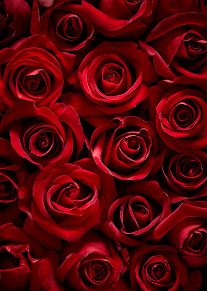 Photograph Hannah Caldwell Roses on One Eyeland
