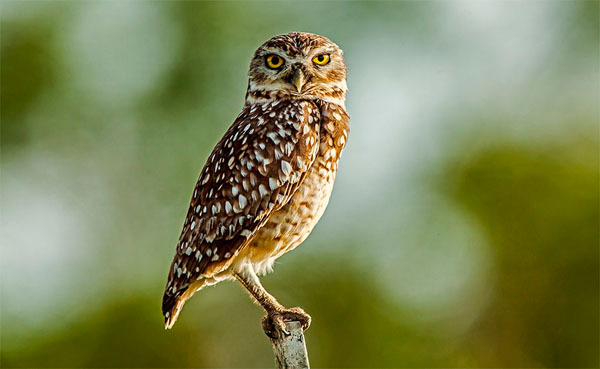 Photograph Jackson Carvalho Alert on One Eyeland