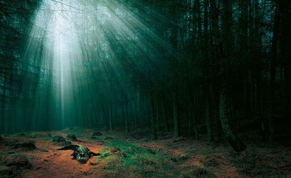 Photograph Andreas Fitzner Crocodile Woods on One Eyeland