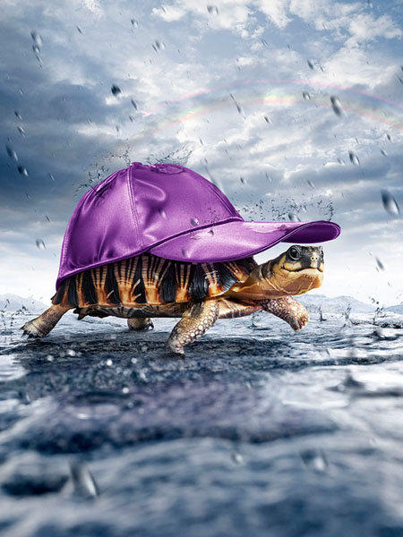 Photograph Andreas Fitzner Turtle on One Eyeland