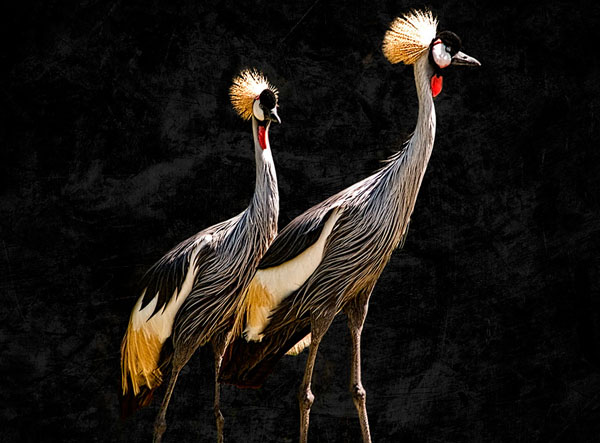 Photograph Jon Devaul Zoo Portraits African Crowned Crain on One Eyeland