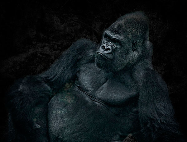Photograph Jon Devaul Zoo Portrait Gorilla on One Eyeland