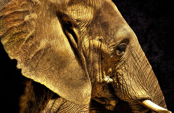 Photograph Jon Devaul Zoo Portrait Elephant on One Eyeland