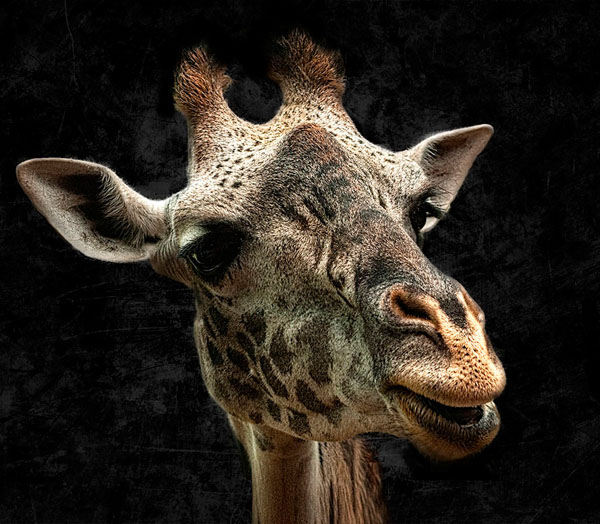 Photograph Jon Devaul Zoo Portrait Giraffe on One Eyeland