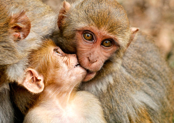 Photograph Faiyaz Hawawala A Macaque Family on One Eyeland