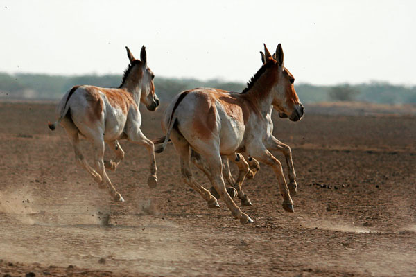 Photograph Faiyaz Hawawala The Wild Asses Gone Wild on One Eyeland