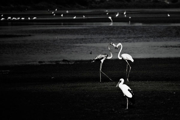 Photograph Faiyaz Hawawala The Flamingoes on One Eyeland