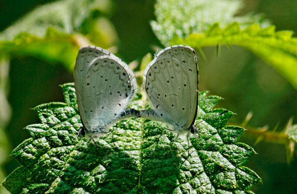 Photograph Faiyaz Hawawala Butterflies Mating on One Eyeland