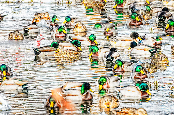 Photograph Mitchell Funk Ducks On Ice Water on One Eyeland