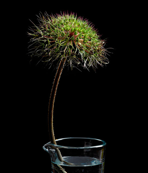 Photograph Glen Gyssler Flower In Glass on One Eyeland