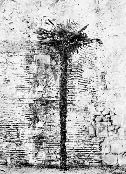 Photograph Jose Conceptes Palmera Fosilizada on One Eyeland