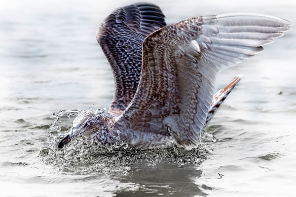 Photograph Andrzej Bochenski Splash on One Eyeland