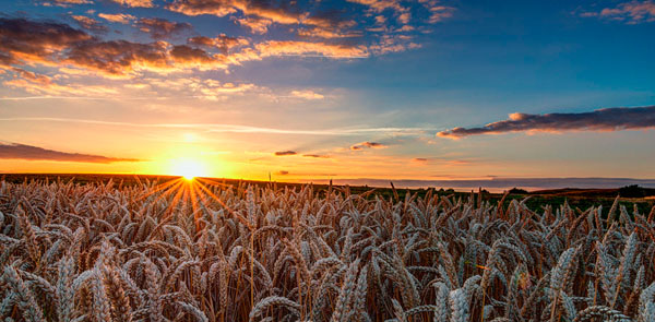 Photograph Thomas Morkeberg Sun Rays Over Field on One Eyeland