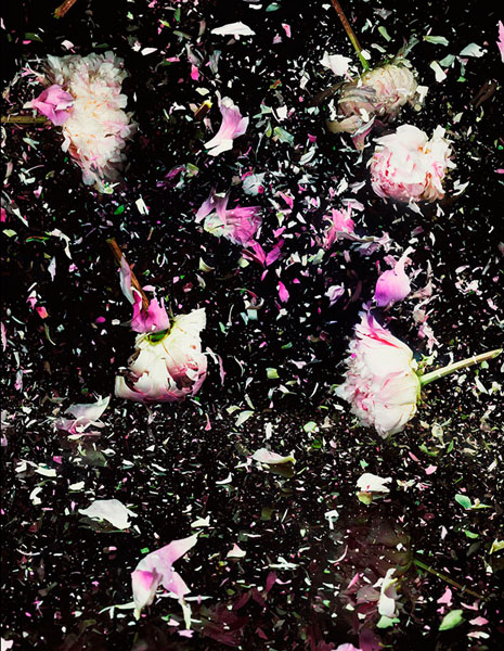 Photograph Jonathan Knowles Exploding Flowers 2 on One Eyeland