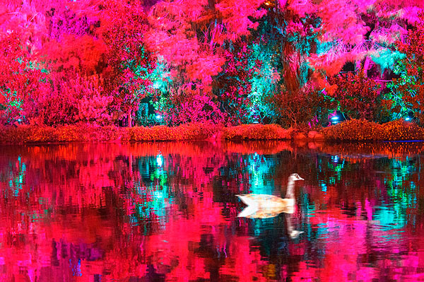 Photograph Mitchell Funk Pink Reflections on One Eyeland