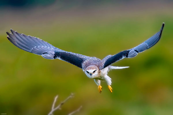 Photograph Shishir Saksena Soaring Kite on One Eyeland