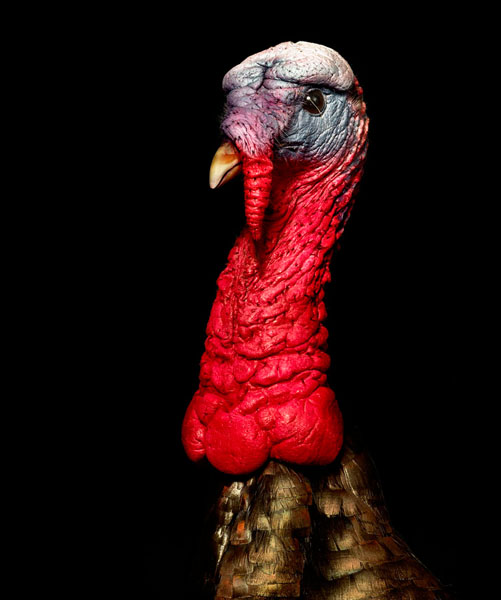 Photograph Glen Gyssler Turkey Portrait on One Eyeland