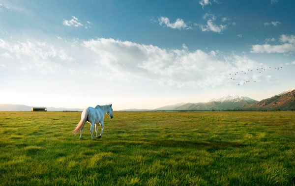 Photograph David Stinson Horse 1 on One Eyeland