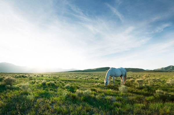 Photograph David Stinson Horse 2 on One Eyeland