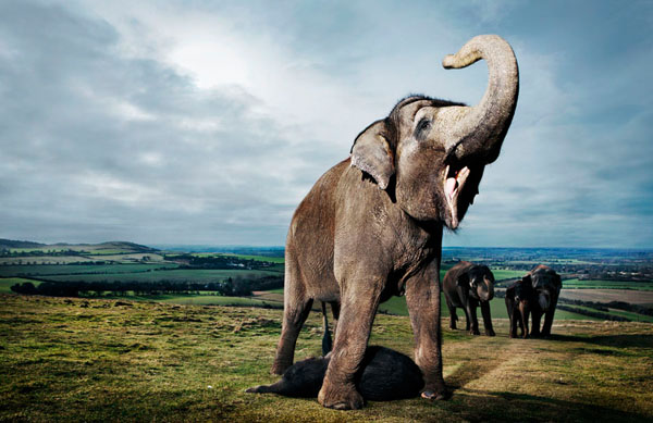 Photograph Dan Prince Elephants In The Uk on One Eyeland