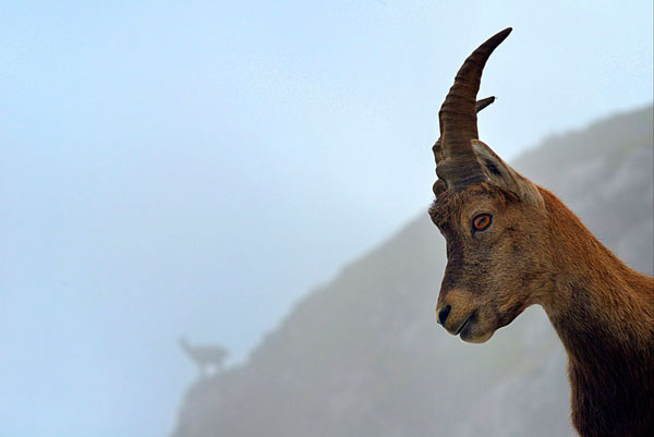 Photograph Stefano Zocca The Two Rivals on One Eyeland
